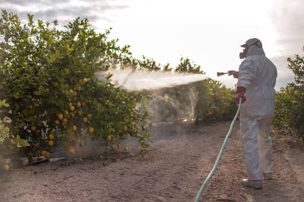 Best Local Pest Control Services  in Edinburg, VA