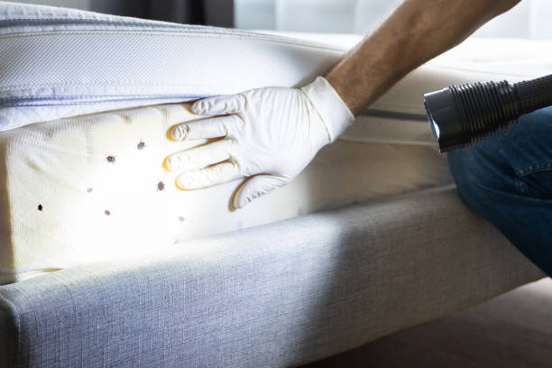 Best Affordable Pest Control Services  in Edinburg, VA