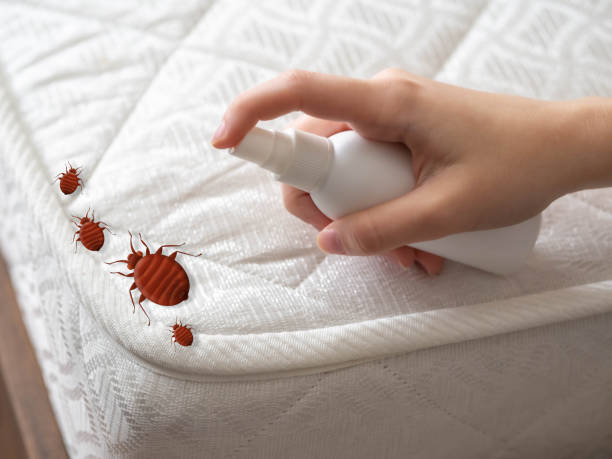 Best Ant Control Services  in Edinburg, VA